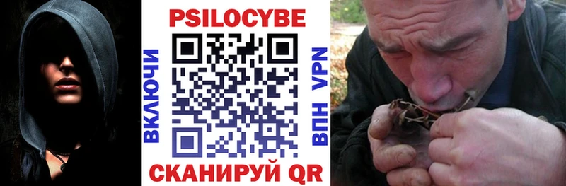 где найти Новозыбков Галлюциногенные грибы Psilocybe